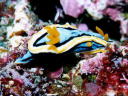 Chromodoris annae