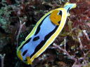 Chromodoris annae