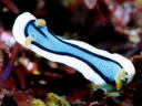 Chromodoris annae