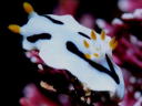Chromodoris dianae