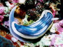 Chromodoris sp. 3