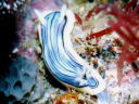 Chromodoris sp. 3