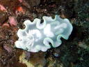 Glossodoris pallida