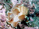 Hydatina physis