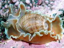 Hydatina physis