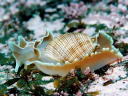 Hydatina physis