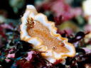 Glossodoris rufomarginata