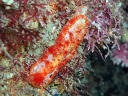 Hexabranchus sanguineus