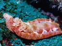 Hexabranchus sanguineus