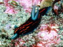 Roboastra gracilis