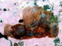 Melibe spp.