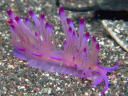 Flabellina rubrolineata