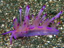 Flabellina rubrolineata