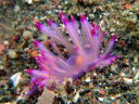 Flabellina rubrolineata