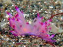 Flabellina rubrolineata