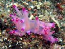 Flabellina rubrolineata