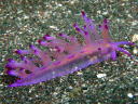 Flabellina rubrolineata