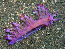 Flabellina rubrolineata