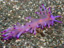 Flabellina rubrolineata