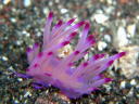 Flabellina rubrolineata