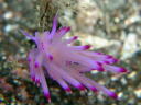 Flabellina rubrolineata