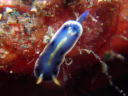 Hypselodoris festiva