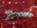 Cuthona diversicolor