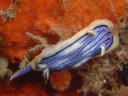 Chromodoris sp. 3