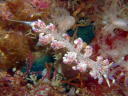 Phyllodesmium sp. 1