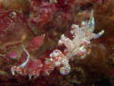 Phyllodesmium sp. 1