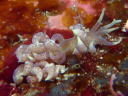 Phyllodesmium macphersonae