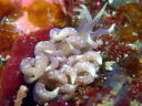 Phyllodesmium macphersonae