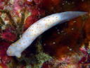 Gymnodoris sp. 2