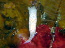 Gymnodoris sp. 2