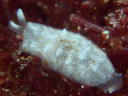 Pleurobranchus peroni