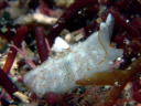 Pleurobranchus peroni