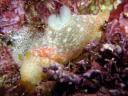 Gymnodoris okinawae