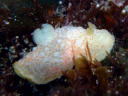 Gymnodoris okinawae