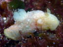 Gymnodoris okinawae