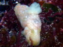 Gymnodoris okinawae