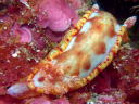 Hexabranchus sanguineus