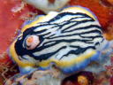 Hypselodoris maritima