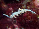 Flabellina bicolor