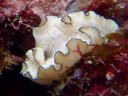 Glossodoris atromarginata