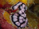 Phyllidiella pustulosa