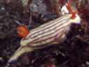 Hypselodoris whitei