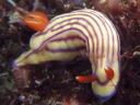 Hypselodoris whitei