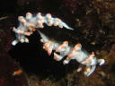 Flabellina bicolor