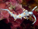 Flabellina bicolor