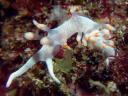 Flabellina bicolor